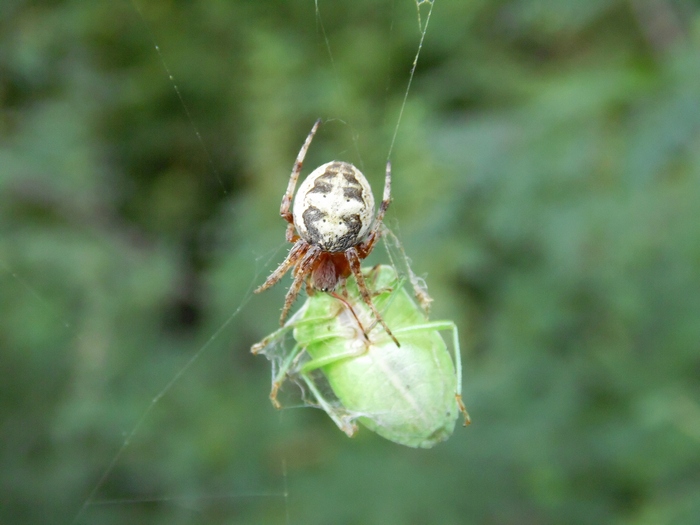 Larinioides sp.